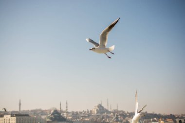 Arka plan olarak gökyüzünde uçan tek bir martı.