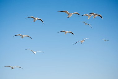 Martılar gökyüzünde uçuyor.