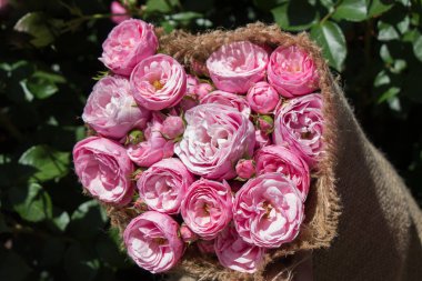 Eline tuval sarılmış güzel taze güller