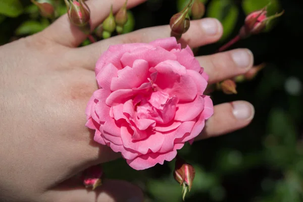 Hand Met Een Kleurrijke Rose Flower — Stockfoto