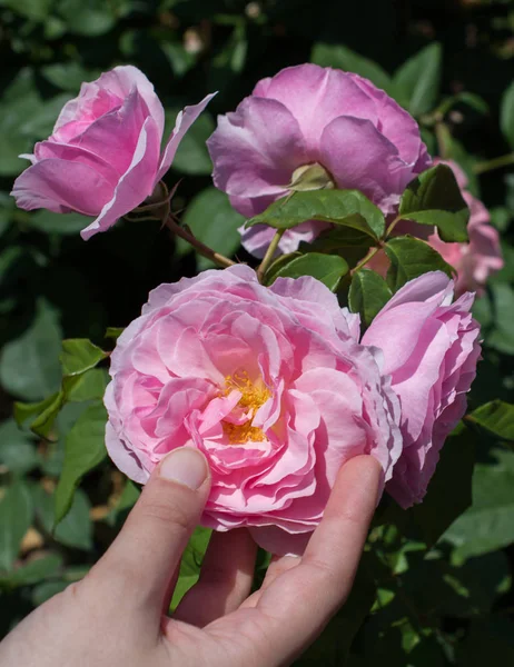 Hermosa Rosa Fresca Mano — Foto de Stock
