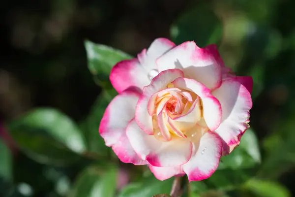 Floreciente Hermosa Rosa Colores Fondo Naturaleza Jardín — Foto de Stock