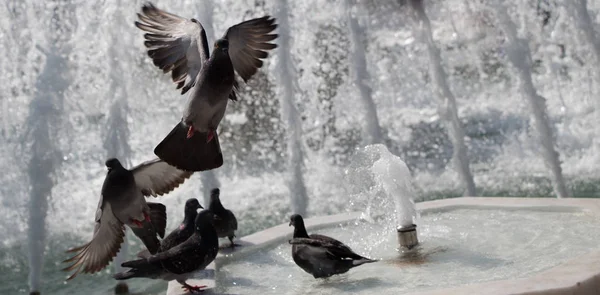 Palomas Ciudad Lado Del Agua Una Fuente — Foto de Stock