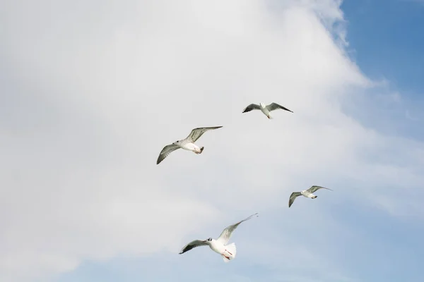 Möwen Fliegen Himmel — Stockfoto