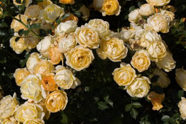 Bahar bahçesinde çiçek açan güzel güller