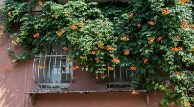 Güzel renkli doğal bahar çiçekleri görünürde