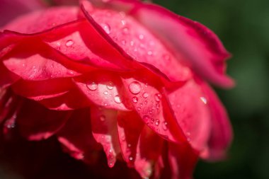Üzerinde su damlaları olan güzel renkli bir gül.
