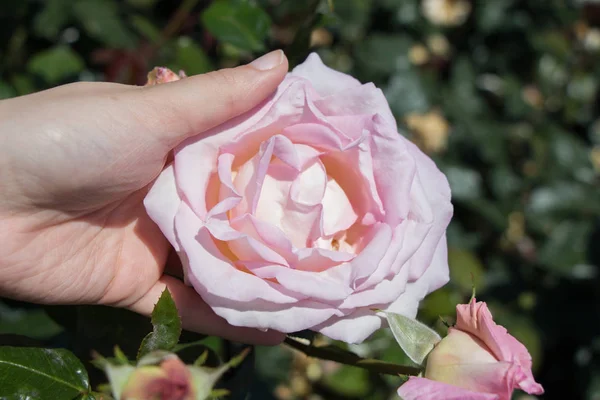 Mano Sosteniendo Una Colorida Flor Rosa — Foto de Stock