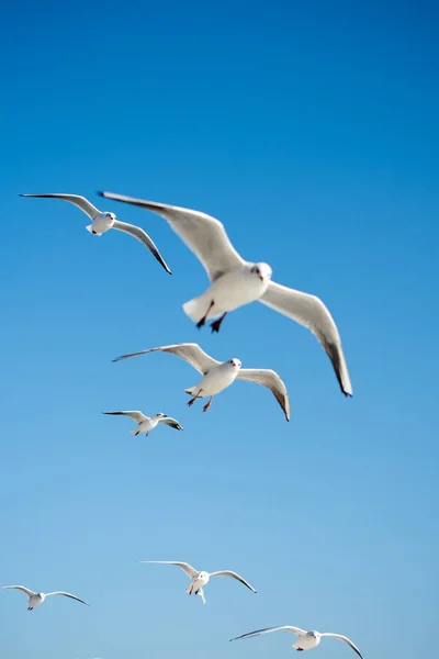 Seagulls Flying Sky Background — Stock Photo, Image