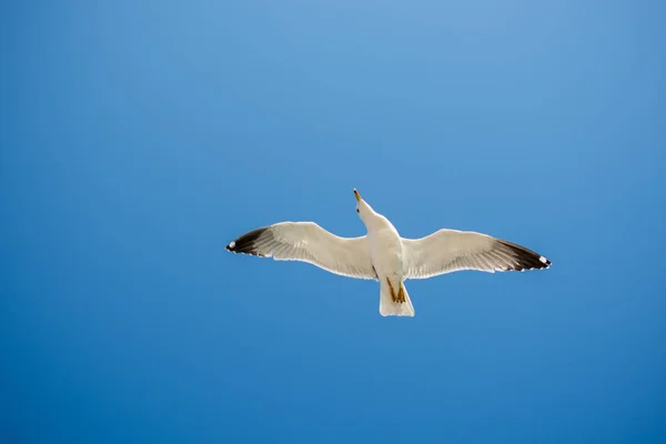 背景として青い空を飛ぶ一羽のカモメ — ストック写真