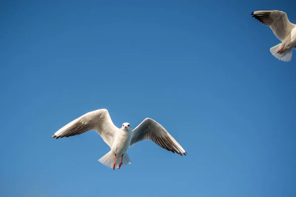 Racek Letící Modré Obloze Jako Pozadí — Stock fotografie