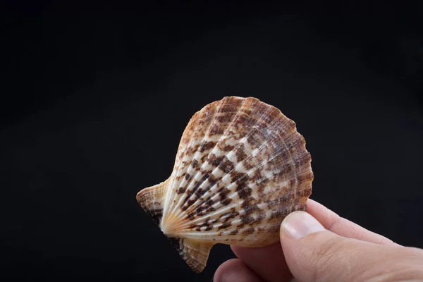 Mano Tenuta Bella Conchiglia Mano Sul Nero — Foto Stock