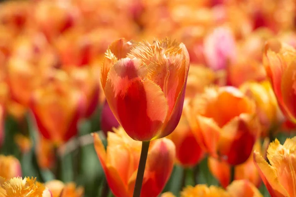 Flor Tulipán Colorido Excepcional Jardín Primavera — Foto de Stock