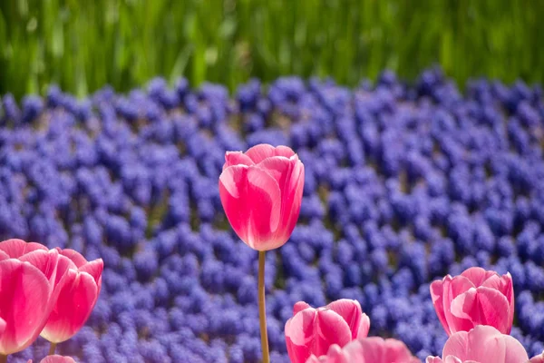 Bahar Bahçesinde Renkli Lale Çiçekleri Açıyor — Stok fotoğraf