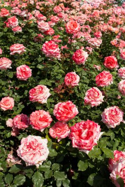 Çiçek açan gül çalılarının yakınına