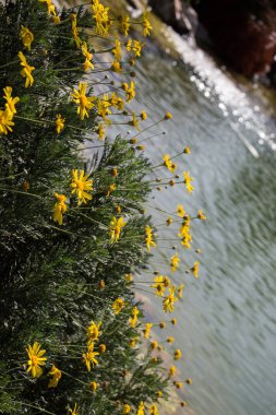 Güzel renkli doğal bahar çiçekleri görünürde