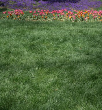 Çiçek açan güzel renkli doğal çiçekler.