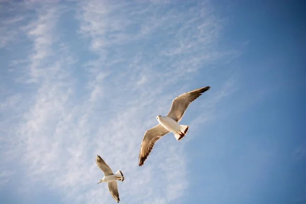 Pair Seagulls Flying Sky Background — Stock Photo, Image