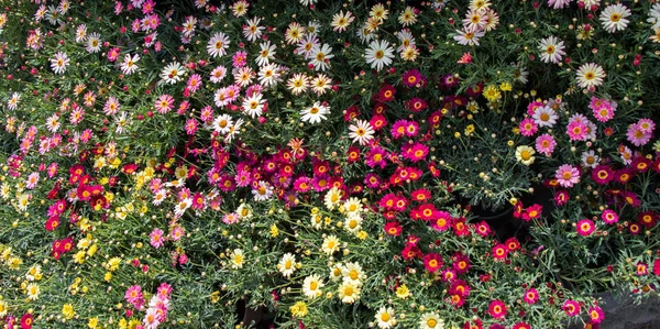 Flores Primavera Florescendo Como Fundo Colorido — Fotografia de Stock