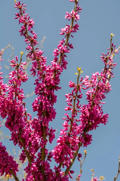 Baumblüte Blüht Schöne Blumen Frühling — Stockfoto