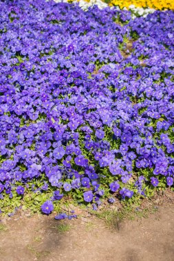 Renkli bir arkaplan olarak açan bahar çiçekleri