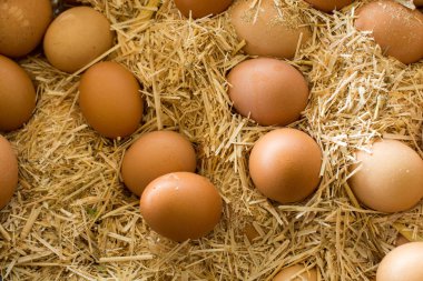 Pazar yerinde organik taze çiftlik yumurtaları.