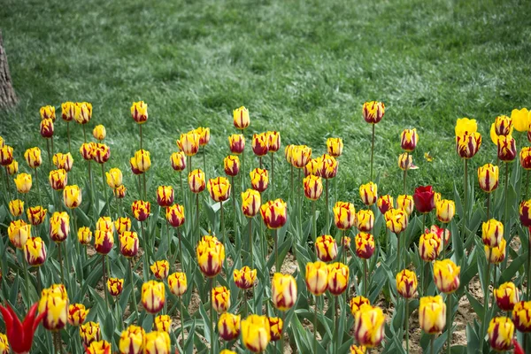 Kolorowe Kwiaty Tulipan Kwitną Wiosennym Ogrodzie — Zdjęcie stockowe