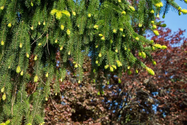 Parte Pino Verde Primo Piano — Foto Stock