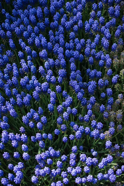 绽放的花朵形成了花朵的背景质感 — 图库照片