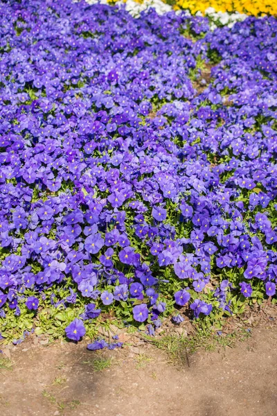 Renkli bir arkaplan olarak açan bahar çiçekleri
