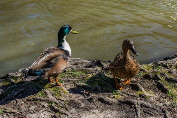 Wildenten Rande Eines Teiches — Stockfoto