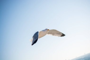 Arka plan olarak gökyüzünde uçan tek bir martı.