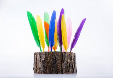 Ahşap bir günlük parlak renkli tüyler topluluğu