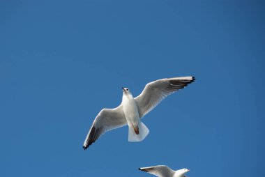 Arka plan olarak mavi gökyüzünde uçan martı.