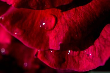 Yakından bakınca güzel taze güller.