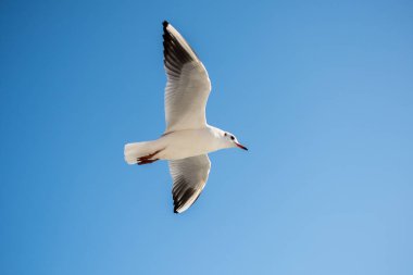 Arka plan olarak gökyüzünde uçan tek bir martı.
