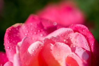 Üzerinde su damlaları olan güzel renkli bir gül.