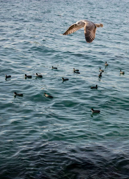 海鸥在空中飞越海面 — 图库照片