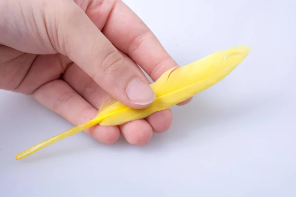 Bright colored feather in hand on white background