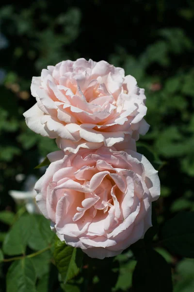 Dos Hermosas Rosas Colores Florecientes Fondo Del Jardín —  Fotos de Stock