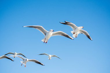 Gökyüzünde uçan martılar.