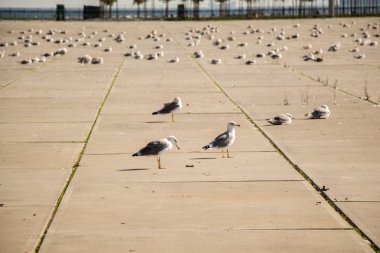 Martılar beton zeminde dinleniyorlar.