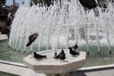 Şehir güvercinleri çeşmenin kenarında suyun kenarında