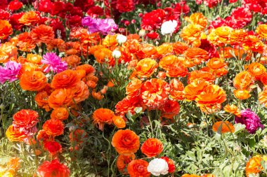 Bahar bahçesinde renkli lale çiçekleri açar.