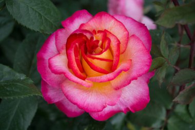 Yakından bakınca güzel taze güller.