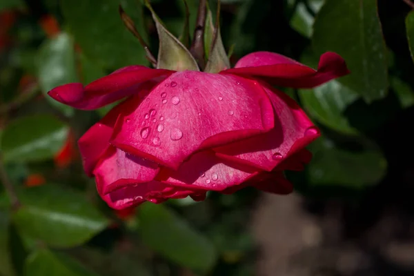 Bloeiende Prachtige Kleurrijke Rozen Tuin Achtergrond — Stockfoto