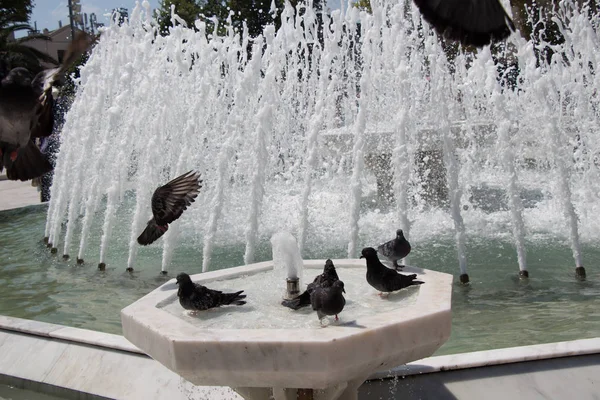 Şehir güvercinleri çeşmenin kenarında suyun kenarında