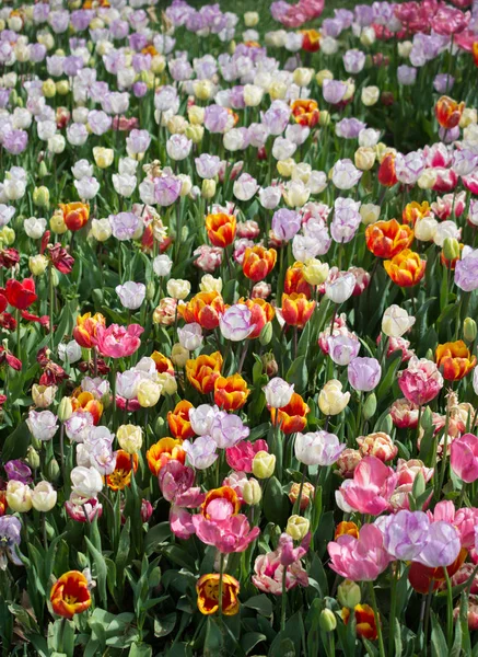 Flores Tulipa Coloridas Florescendo Jardim Como Fundo Floral — Fotografia de Stock