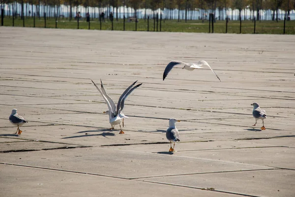 Möwen Ruhen Sich Auf Einem Betonboden Aus — Stockfoto