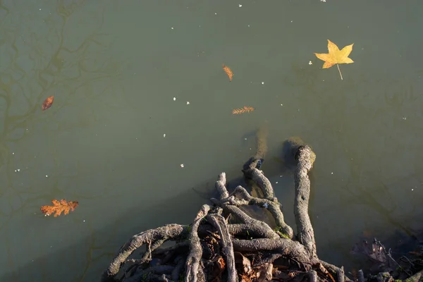 Une feuille sèche séparée en vue — Photo